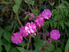 photo of red campion