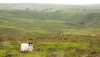 photo of lone sheep on brendon common