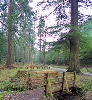 The Tall Trees Trail is suitable for wheel chairs and buggies